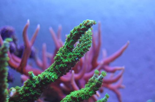 Acropora sp. (grøn staghorn)