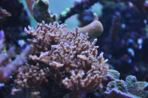 Acropora sp.