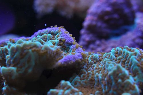 Montipora spumosa (grøn med lilla kant og røde polypper)