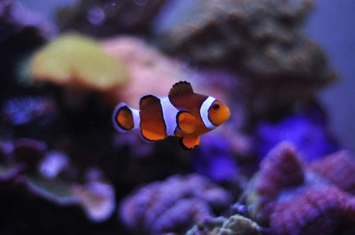 Amphiprion occellaris