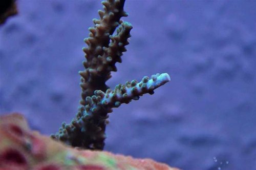 Acropora sp. (blå/turkis staghorn)