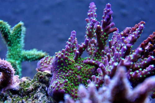 Acropora sp. (tricolor, lilla m. grønne polypper)