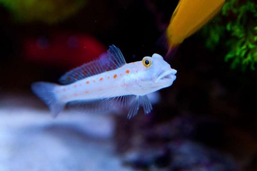 1 marts (28 of 44).jpg