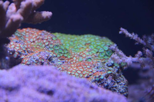 IMG_5620.JPG