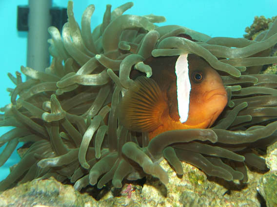 Melanopus i anemone