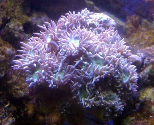 Duncanopsammia