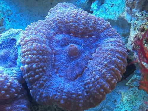 Lobophylia hoved i lilla/blå.