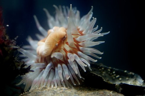 Den største søanemone, med lidt udspilet mave