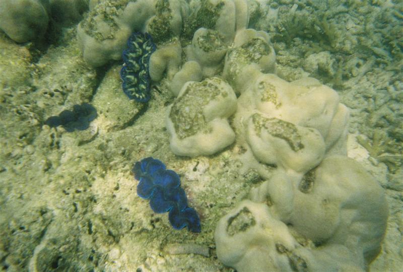Et par tridacna