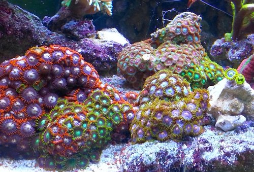 zoa ok1.jpg