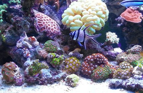 Zoa 2013 ok2.jpg