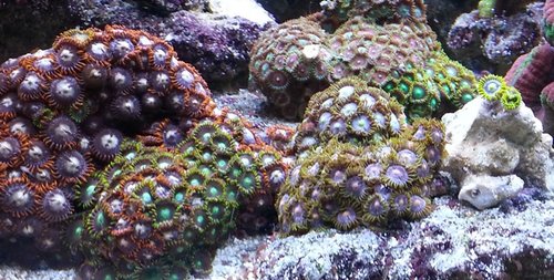 Zoa 2013 ok 3.jpg