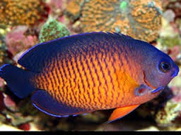 centropyge bispinosus.png