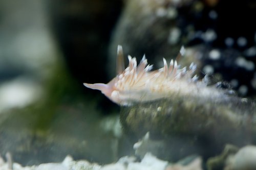 Nøgensnegl Coryphella