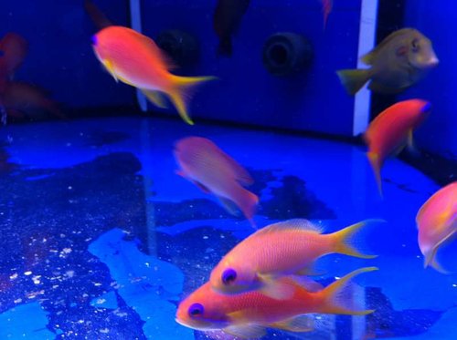 Flotte anthias..!