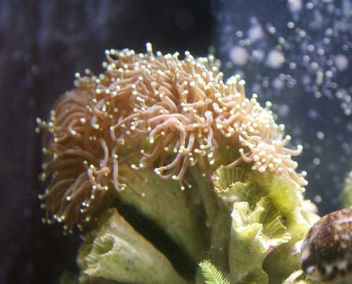 Euphyllia.jpg