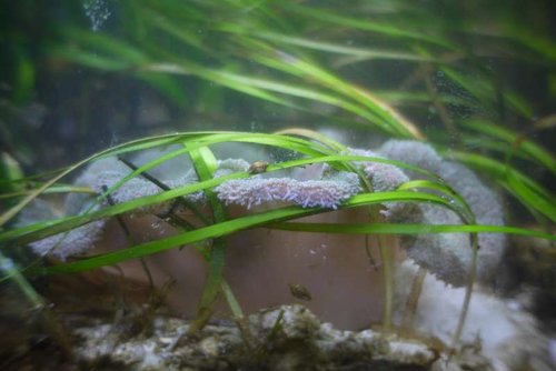 stichodactyla haddoni
