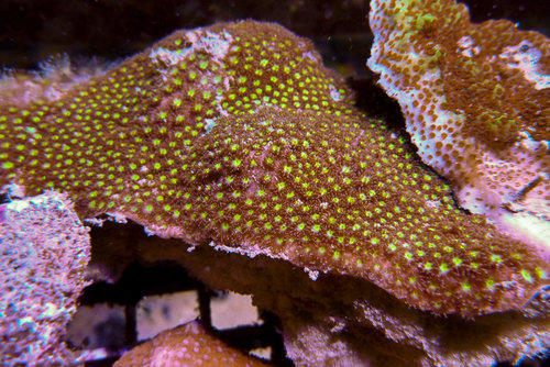 decocean (2 of 66).jpg