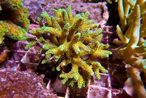 decocean (9 of 66).jpg
