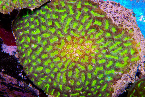 decocean (20 of 66).jpg