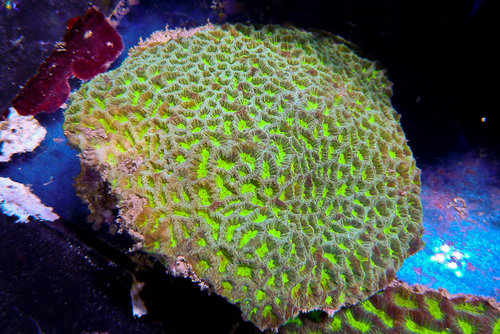 decocean (21 of 66).jpg