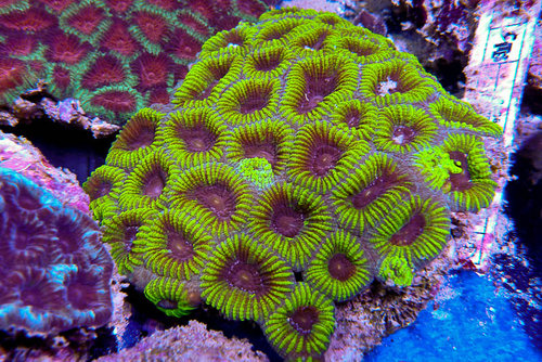 decocean (34 of 66).jpg