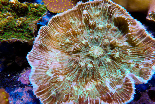 decocean (45 of 66).jpg