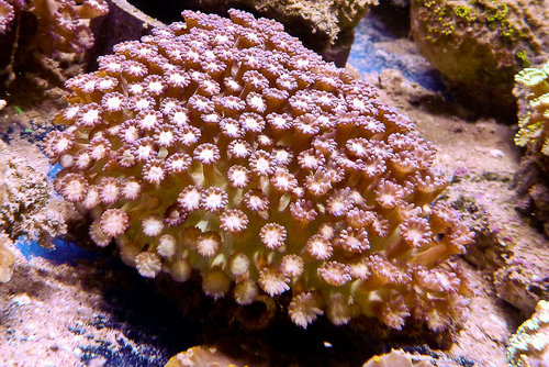 decocean (48 of 66).jpg