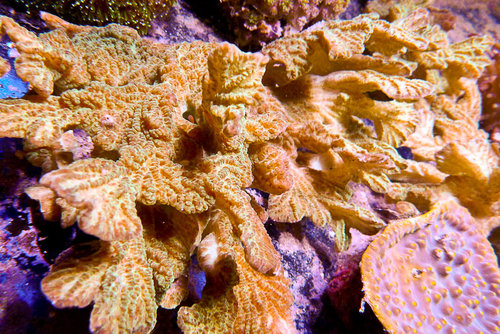 decocean (49 of 66).jpg