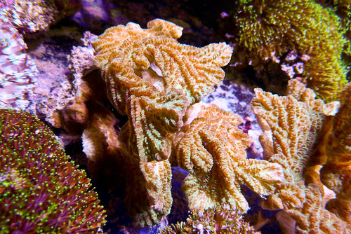 decocean (50 of 66).jpg