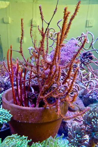 decocean (56 of 66).jpg