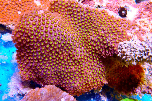 decocean (57 of 66).jpg
