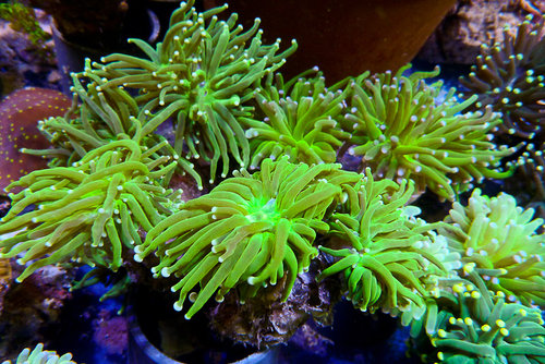decocean (59 of 66).jpg
