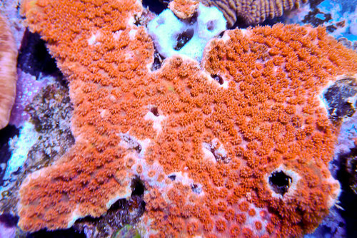 decocean (62 of 66).jpg