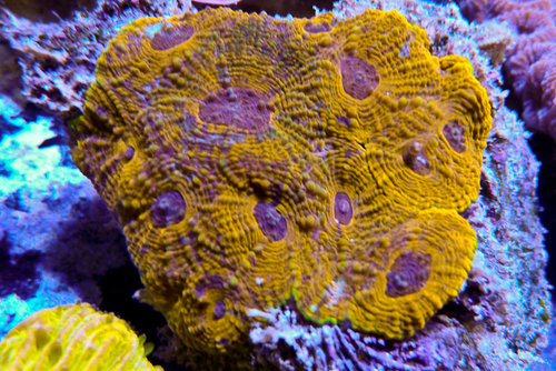 decocean (66 of 66).jpg