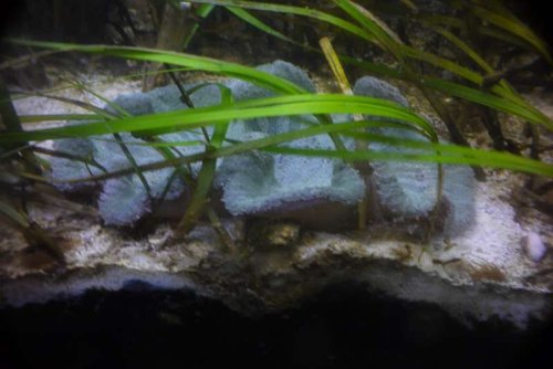 stichodactyla haddoni