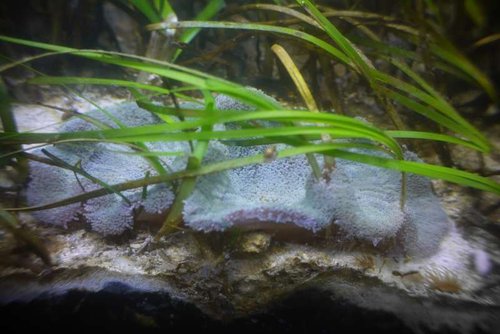 stichodactyla haddoni.jpg