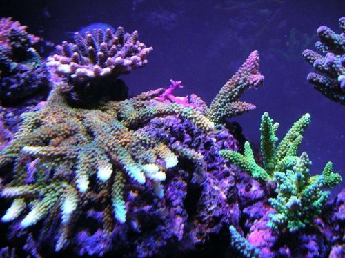 Acropora Abrotanoides - da den stadig var to-farvet..