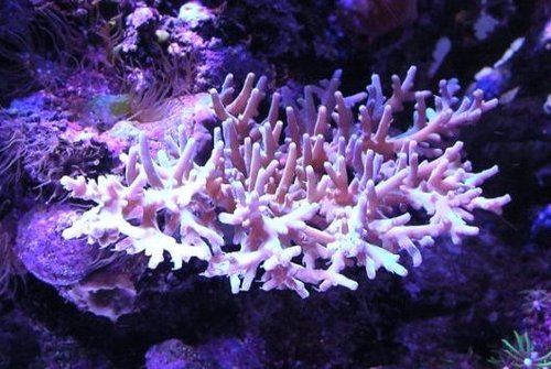 Acropora Suharsonoi - en spændende dybvandsacro. Og en helvedes masse glasroser.