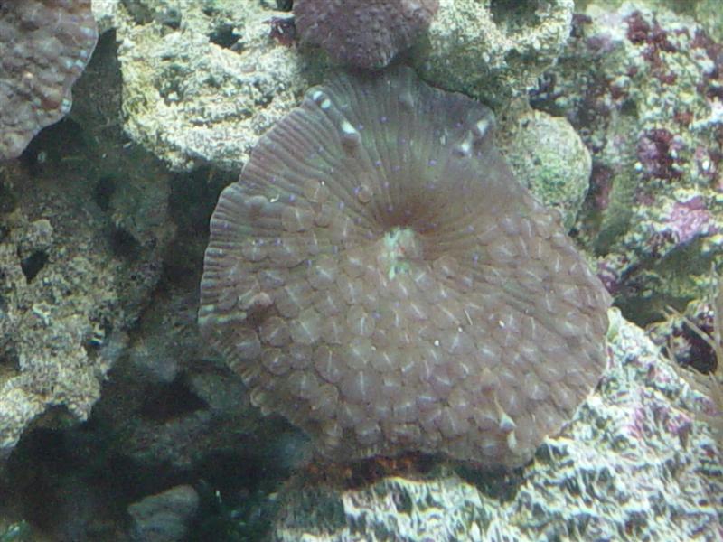 Planaria (1).JPG