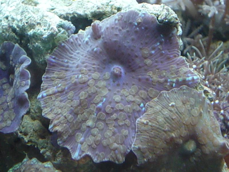Planaria.JPG
