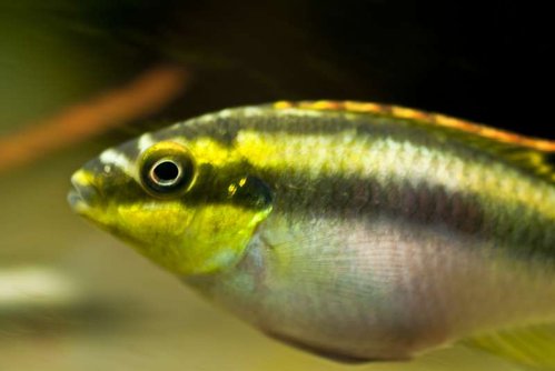kribensis hun