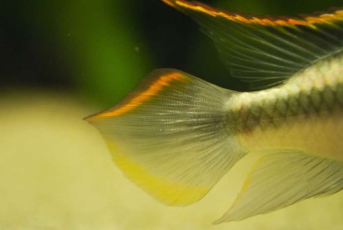 kribensis hale