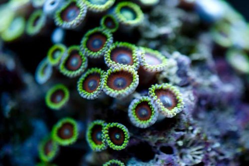 zoanthus