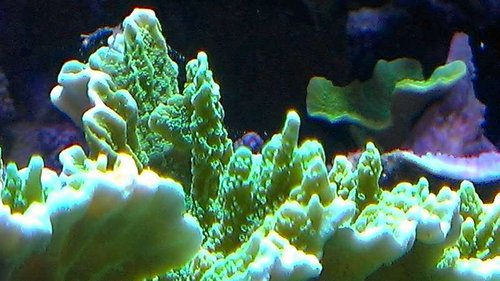 IMAG0920.JPG (50.17 KiB) Vist 1764 gange Flere grene og bagerst har den normal vækstform i plade.