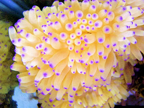 sebae_anemone.jpg