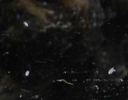 planaria.jpg