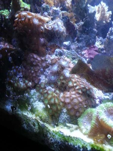 Diverse Zoa