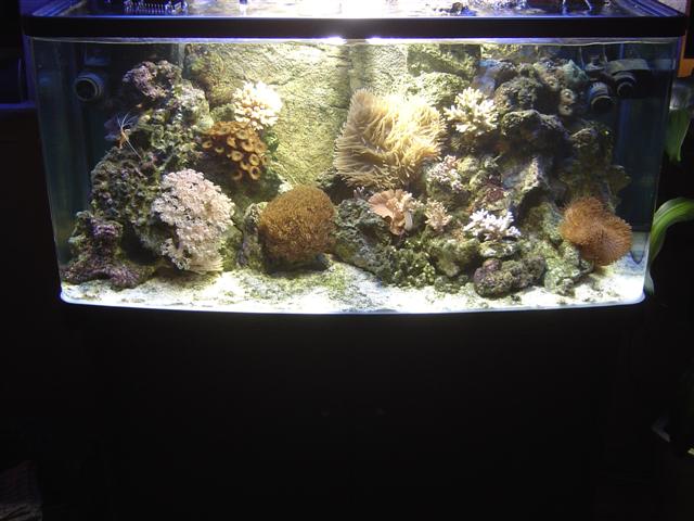 Akvariet