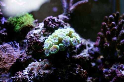 Caulastrea